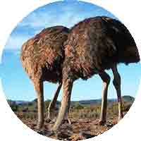 Image de deux autruches ayant leur tête enfouie dans la sable.