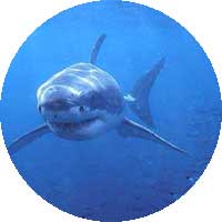 Photo d'un requin dans l'océan.