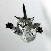 Photo d'un chaton qui tombe.
