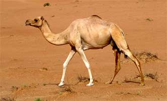 Photo d'un dromadaire dans le désert.
